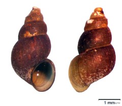 Pyrgophorus platyrachis F.G.Thompson, 1968