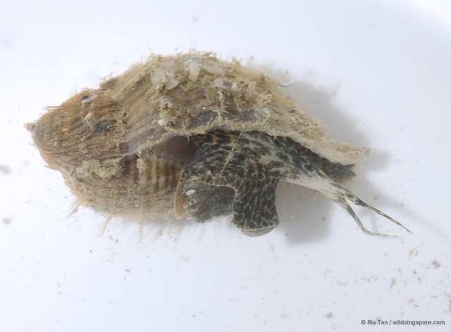 Linatella caudata•&copy; Ria Tan•All Rights Reserved