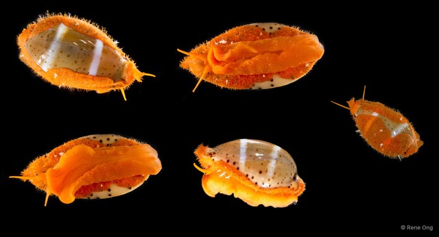 Cypraeidae sp. "Cowrie 3"•&copy; Rene Ong•All Rights Reserved