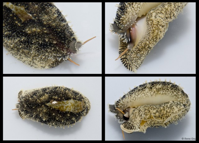 Cypraeidae sp. "Cowrie 4"•&copy; Rene Ong•All Rights Reserved