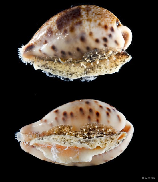 Cypraeidae sp. "Cowrie 6"•&copy; Rene Ong•All Rights Reserved