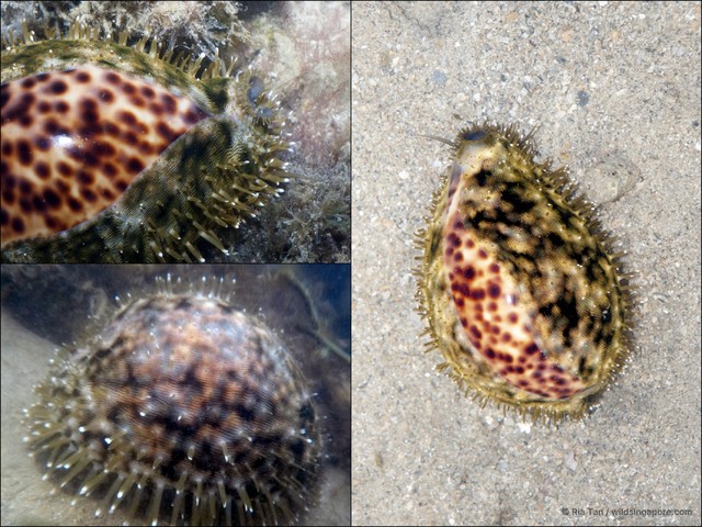 Cypraea tigris•&copy; Ria Tan•All Rights Reserved