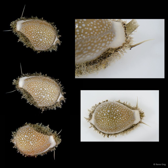Naria miliaris•&copy; Rene Ong•All Rights Reserved