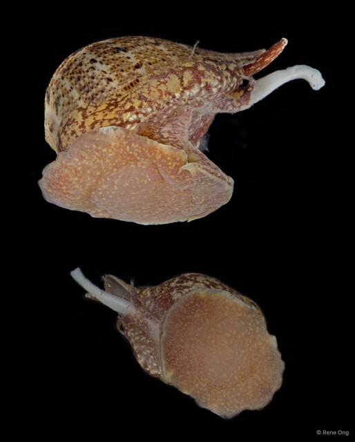 Ficidae sp. "Fig snail 2"•&copy; Rene Ong•All Rights Reserved
