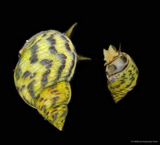 Littoraria sp. "articulata/strigata"•&copy; CMBS photography team•All Rights Reserved