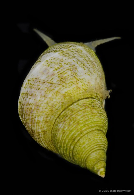 Littoraria sp. "b711f7ac"•&copy; CMBS photography team•All Rights Reserved