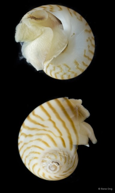 Naticidae sp. "SEA-6652"•&copy; Rene Ong•All Rights Reserved