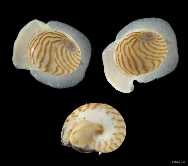 Naticidae sp. "SEA-7118"•&copy; Rene Ong•All Rights Reserved