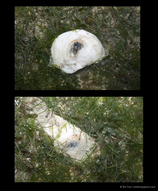 Mammilla mammata•&copy; Ria Tan•All Rights Reserved