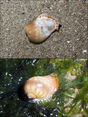 Naticarius zonalis•&copy; Ria Tan•All Rights Reserved