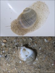 Notocochlis gualteriana•&copy; Ria Tan•All Rights Reserved
