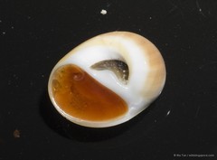 Polinices albumen•&copy; Ria Tan•All Rights Reserved