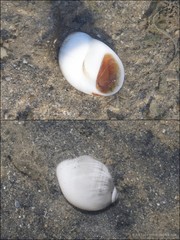 Polinices mammilla•&copy; Ria Tan•All Rights Reserved