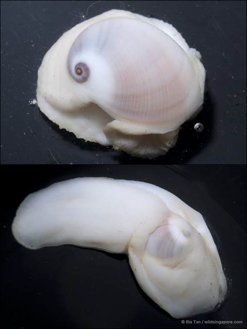 Sinum sp. "05f9efc7"•&copy; Ria Tan•All Rights Reserved