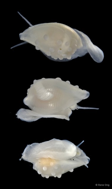 Ovulidae sp. "Allied cowrie 1"•&copy; Rene Ong•All Rights Reserved