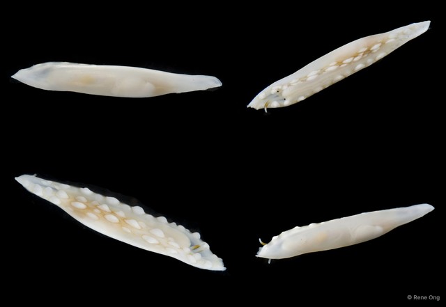 Ovulidae sp. "Allied cowrie 3"•&copy; Rene Ong•All Rights Reserved