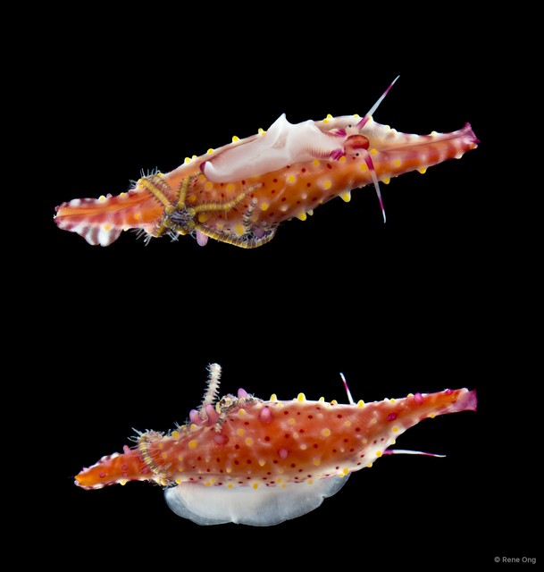 Ovulidae sp. "Allied cowrie 4"•&copy; Rene Ong•All Rights Reserved