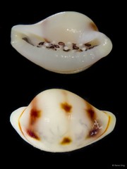 Diminovula alabaster•&copy; Rene Ong•All Rights Reserved