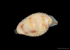 Diminovula alabaster•&copy; CMBS photography team•All Rights Reserved