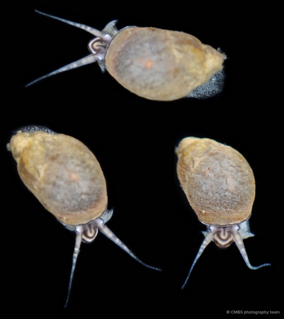 Stenothyridae sp. "b711f6fa"•&copy; CMBS photography team•All Rights Reserved