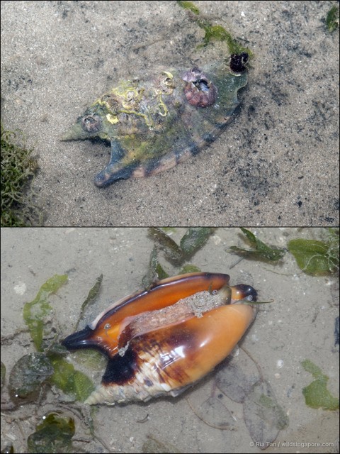 Euprotomus aratrum•&copy; Ria Tan•All Rights Reserved