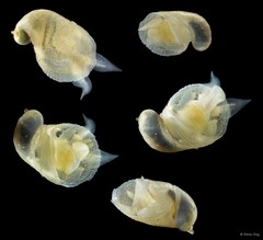 Macromphalus sp. "INT-1343"