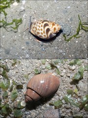Babylonia spirata•&copy; Ria Tan•All Rights Reserved