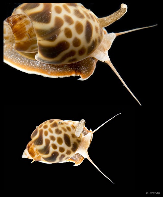 Babylonia spirata•&copy; Rene Ong•All Rights Reserved