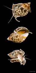 Babylonia spirata•&copy; Rene Ong•All Rights Reserved