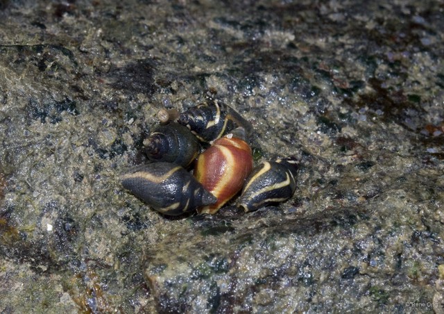 Columbellidae sp. "Dove snail"•&copy; Rene Ong•All Rights Reserved