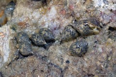 Pardalinops testudinarius•&copy; Ria Tan•All Rights Reserved