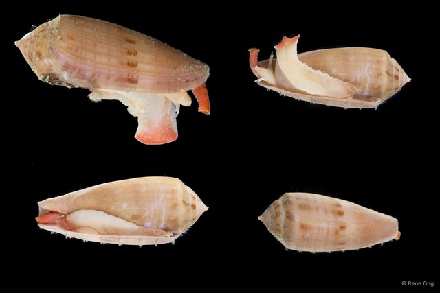 Conidae sp. "Cone snail 1"•&copy; Rene Ong•All Rights Reserved