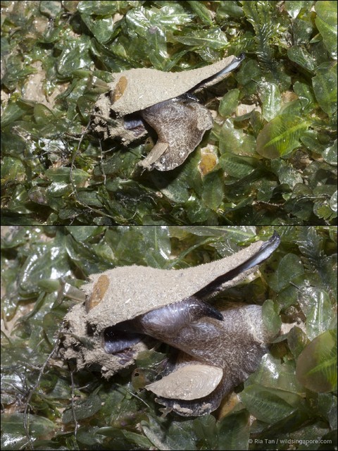 Brunneifusus ternatanus•&copy; Ria Tan•All Rights Reserved