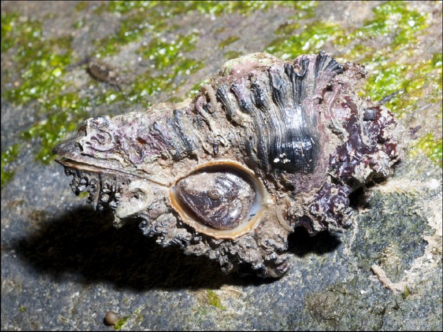 Chicoreus brunneus•&copy; Ria Tan•All Rights Reserved