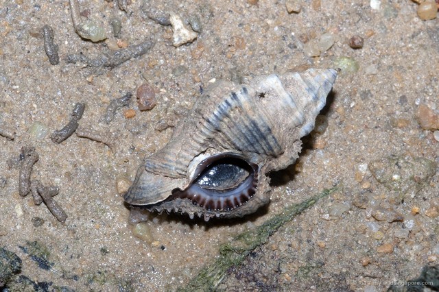 Chicoreus capucinus•&copy; Ria Tan•All Rights Reserved