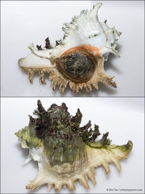 Chicoreus ramosus•&copy; Ria Tan•All Rights Reserved