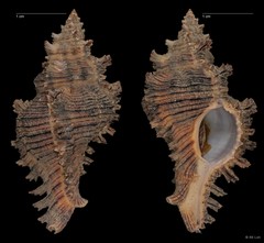 Chicoreus torrefactus•&copy; RK Loh•All Rights Reserved
