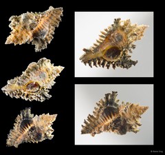 Chicoreus torrefactus•&copy; Rene Ong•All Rights Reserved