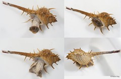 Murex trapa•&copy; Rene Ong•All Rights Reserved