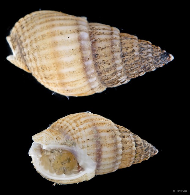Nassariidae sp. "5414DR1-031"•&copy; Rene Ong•All Rights Reserved