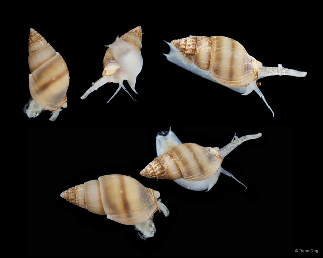 Nassariidae sp. "SEA-3129"•&copy; Rene Ong•All Rights Reserved