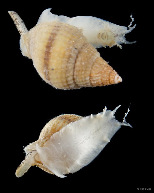 Nassariidae sp. "SEA-4034"•&copy; Rene Ong•All Rights Reserved