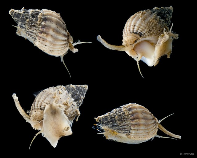 Nassariidae sp. "SEA-7202"•&copy; Rene Ong•All Rights Reserved