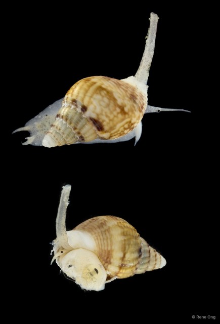 Nassariidae sp. "SEA-8155"•&copy; Rene Ong•All Rights Reserved