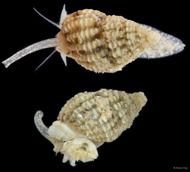 Nassariidae sp. "SUB-0726"•&copy; Rene Ong•All Rights Reserved