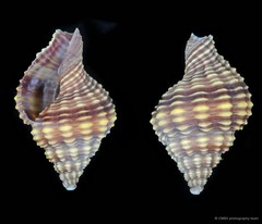Nassaria pusilla•&copy; CMBS photography team•All Rights Reserved