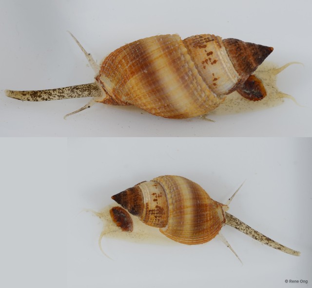 Nassarius sp. "JS-2381"•&copy; Rene Ong•All Rights Reserved