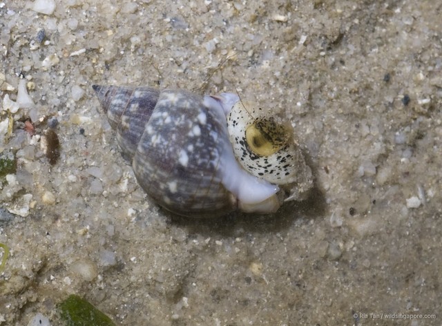 Nassarius limnaeiformis•&copy; Ria Tan•All Rights Reserved
