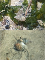 Nassarius livescens•&copy; Ria Tan•All Rights Reserved