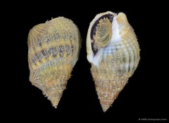 Nassarius livescens•&copy; CMBS photography team•All Rights Reserved